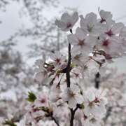 ヒメ日記 2026/04/01 09:38 投稿 さりな 美熟女倶楽部Hip's 春日部店