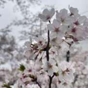 ヒメ日記 2026/04/01 09:42 投稿 さりな 美熟女倶楽部Hip's 春日部店