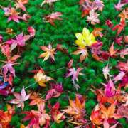 ヒメ日記 2024/12/18 07:46 投稿 神崎　今日子 Amateras～アマテラス～