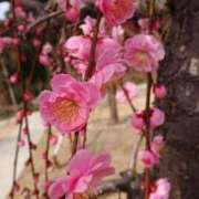 ヒメ日記 2025/03/03 07:45 投稿 神崎　今日子 Amateras～アマテラス～