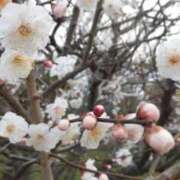 ヒメ日記 2025/03/12 07:45 投稿 神崎　今日子 Amateras～アマテラス～