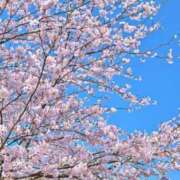 ヒメ日記 2025/03/31 07:45 投稿 神崎　今日子 Amateras～アマテラス～