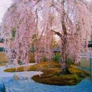 ヒメ日記 2025/04/15 10:35 投稿 神崎　今日子 Amateras～アマテラス～