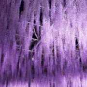 ヒメ日記 2025/04/30 07:45 投稿 神崎　今日子 Amateras～アマテラス～