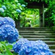 ヒメ日記 2025/06/04 07:45 投稿 神崎　今日子 Amateras～アマテラス～