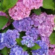 ヒメ日記 2025/06/09 07:45 投稿 神崎　今日子 Amateras～アマテラス～