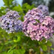 ヒメ日記 2025/06/10 07:45 投稿 神崎　今日子 Amateras～アマテラス～