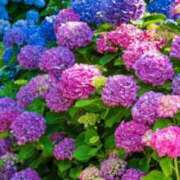 ヒメ日記 2025/06/20 07:45 投稿 神崎　今日子 Amateras～アマテラス～