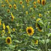 ヒメ日記 2025/07/21 07:45 投稿 神崎　今日子 Amateras～アマテラス～