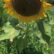 ヒメ日記 2025/08/06 07:45 投稿 神崎　今日子 Amateras～アマテラス～