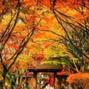 ヒメ日記 2025/11/17 07:45 投稿 神崎　今日子 Amateras～アマテラス～