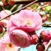 ヒメ日記 2026/03/10 07:45 投稿 神崎　今日子 Amateras～アマテラス～