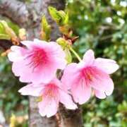 ヒメ日記 2026/03/31 07:45 投稿 神崎　今日子 Amateras～アマテラス～