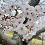 ヒメ日記 2026/04/03 07:45 投稿 神崎　今日子 Amateras～アマテラス～