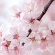 ヒメ日記 2026/04/07 07:45 投稿 神崎　今日子 Amateras～アマテラス～