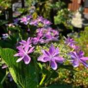 ヒメ日記 2026/06/29 07:45 投稿 神崎　今日子 Amateras～アマテラス～