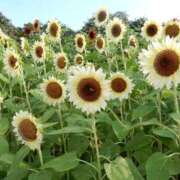 ヒメ日記 2026/08/06 07:45 投稿 神崎　今日子 Amateras～アマテラス～