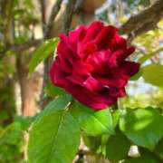 れいら 質問答えてお知らせ 熟女の風俗最終章 相模原店