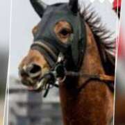 ヒメ日記 2025/07/30 18:50 投稿 本上 西船橋おかあさん