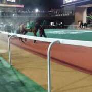 ヒメ日記 2025/07/31 08:50 投稿 本上 西船橋おかあさん