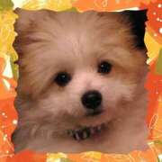 ヒメ日記 2025/11/17 15:10 投稿 本上 西船橋おかあさん