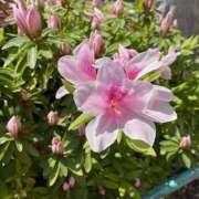 ヒメ日記 2025/04/25 01:55 投稿 りんご アート姫