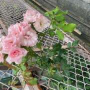 ヒメ日記 2025/08/08 13:56 投稿 りんご アート姫