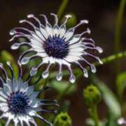 ヒメ日記 2025/04/20 22:26 投稿 みこと Hips悶絶痴女倶楽部 池袋