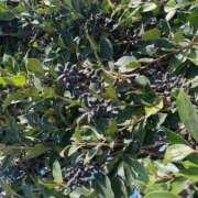 ヒメ日記 2025/12/20 16:36 投稿 みこと Hips悶絶痴女倶楽部 池袋