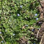 ヒメ日記 2026/03/20 13:26 投稿 みこと Hips悶絶痴女倶楽部 池袋