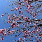 ヒメ日記 2026/03/25 12:36 投稿 みこと Hips悶絶痴女倶楽部 池袋