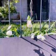 ヒメ日記 2026/04/04 14:26 投稿 みこと Hips悶絶痴女倶楽部 池袋