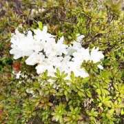 ヒメ日記 2026/04/20 12:16 投稿 みこと Hips悶絶痴女倶楽部 池袋