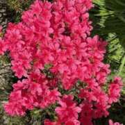 ヒメ日記 2026/04/21 22:26 投稿 みこと Hips悶絶痴女倶楽部 池袋