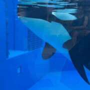 ヒメ日記 2025/07/24 07:42 投稿 みさ Blue Moon