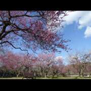 ヒメ日記 2025/02/26 21:58 投稿 恵 セピア