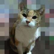 ヒメ日記 2025/04/17 11:40 投稿 鈴木かのん 五十路マダム 新潟店(カサブランカグループ)