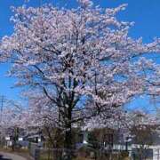 ヒメ日記 2026/04/06 13:38 投稿 鈴木かのん 五十路マダム 新潟店(カサブランカグループ)