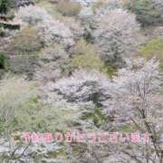 ヒメ日記 2025/04/15 09:02 投稿 もも 愛知弥富ちゃんこ