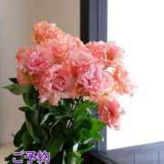 ヒメ日記 2025/07/09 08:51 投稿 もも 愛知弥富ちゃんこ