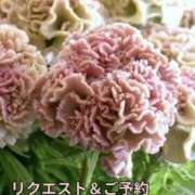 ヒメ日記 2025/10/12 15:11 投稿 もも 愛知弥富ちゃんこ