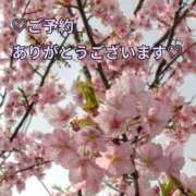 ヒメ日記 2026/03/13 09:01 投稿 もも 愛知弥富ちゃんこ