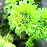 ヒメ日記 2025/04/10 10:33 投稿 りょうこ 人妻美人館