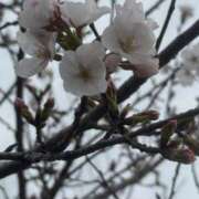 ヒメ日記 2025/03/30 13:41 投稿 有里 人妻デリバリーパコパコママ一宮店