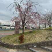 ヒメ日記 2025/04/02 10:41 投稿 有里 人妻デリバリーパコパコママ一宮店