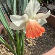 ヒメ日記 2025/04/05 13:21 投稿 有里 人妻デリバリーパコパコママ一宮店