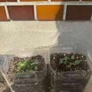 ヒメ日記 2025/04/10 12:58 投稿 有里 人妻デリバリーパコパコママ一宮店