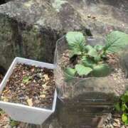 ヒメ日記 2025/04/19 13:31 投稿 有里 人妻デリバリーパコパコママ一宮店