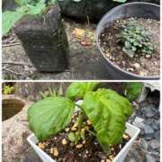 ヒメ日記 2025/05/17 13:27 投稿 有里 人妻デリバリーパコパコママ一宮店