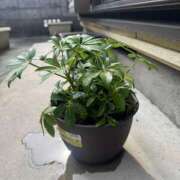 ヒメ日記 2025/05/22 13:27 投稿 有里 人妻デリバリーパコパコママ一宮店